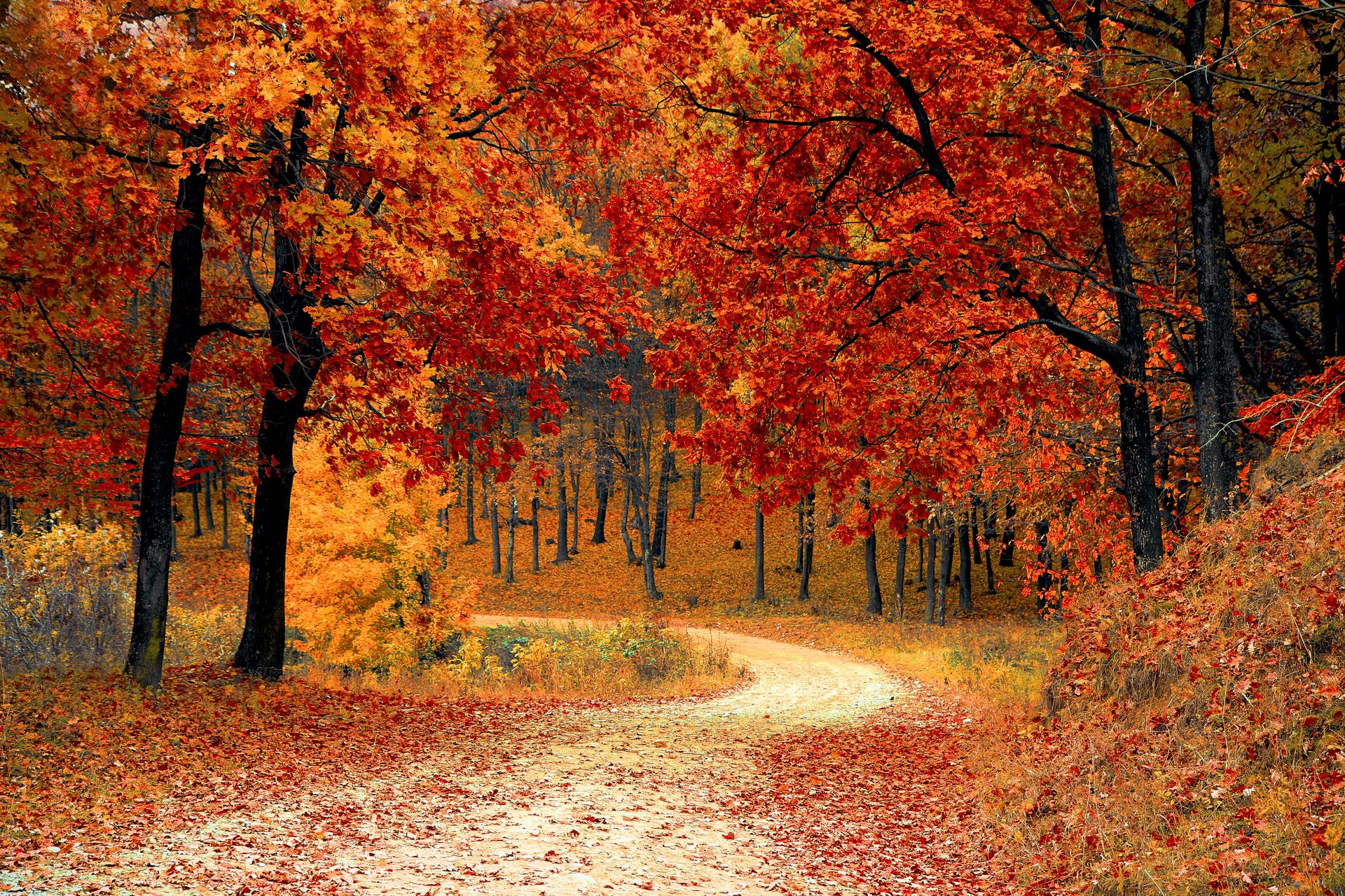 Wald im Herbst